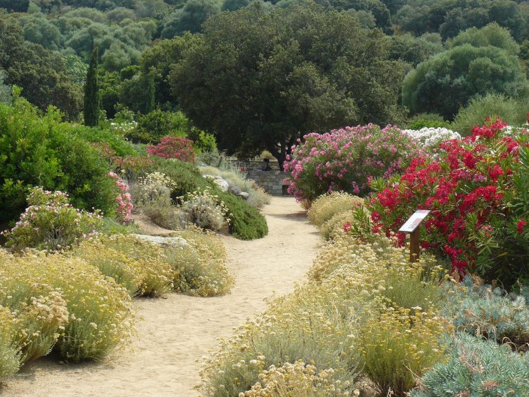 Cagouille's Garden : Botanic : les Oyas